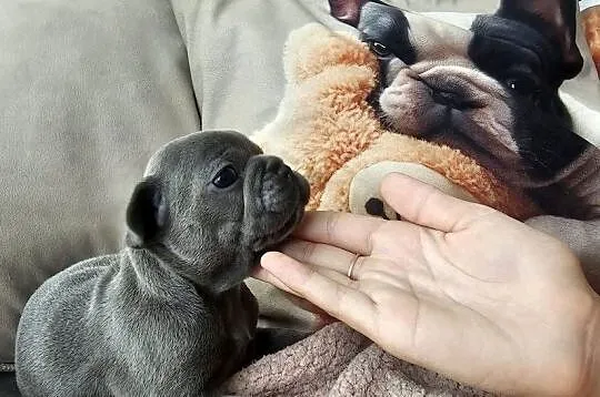 Buldozki francuskie blue