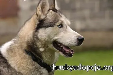 KUSKO- energiczny, inteligentny pies husky adopcja