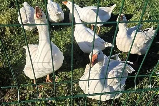 Sprzedam gęsi.