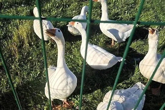 Sprzedam gęsi., Pomorskie, Miechucino