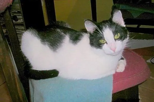 Filemon do adopcji,  łódzkie Łódź