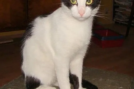 Filemon do adopcji,  łódzkie Łódź