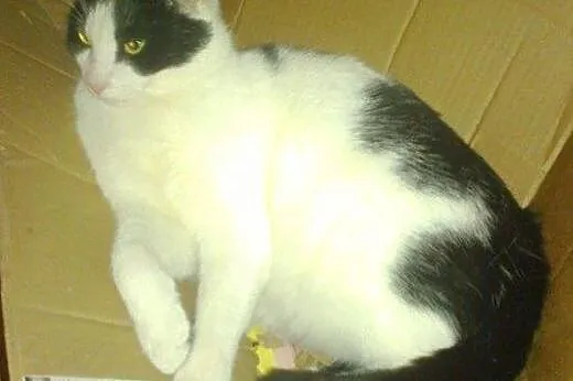 Filemon do adopcji,  łódzkie Łódź