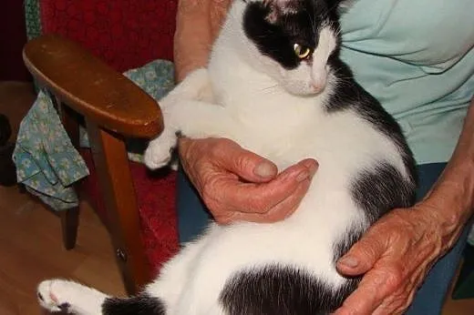 Filemon do adopcji,  łódzkie Łódź
