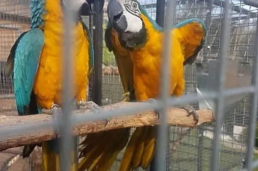 Ara ararauna  para