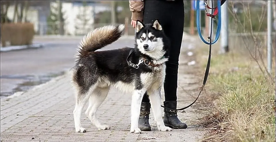 Dukat pies rasy husky szuka nowego domu