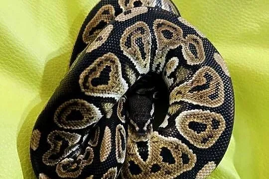 Samica Pyton Królewski Black pastel pied