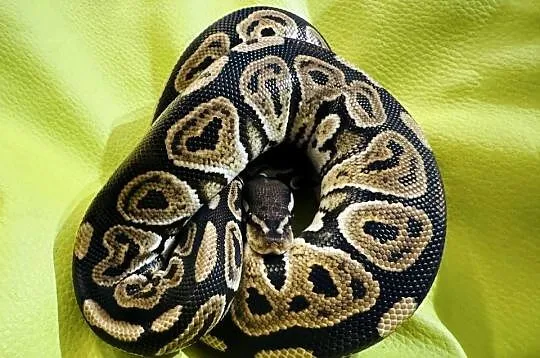 Samica Pyton Królewski Black pastel pied, Śląskie, Jastrzębie-Zdrój