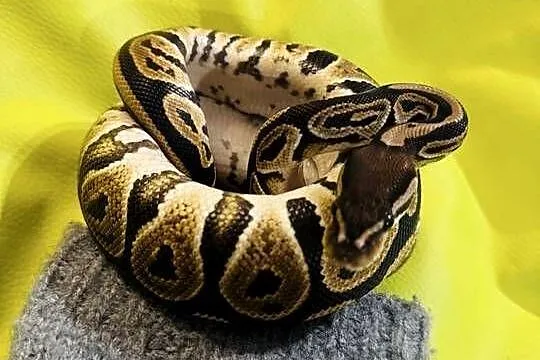 Samica Pyton Królewski Black pastel pied, Śląskie, Jastrzębie-Zdrój
