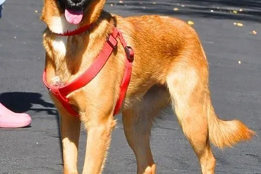 SURI - 1,5 roczna sunia wyrzucona w lesie do adopc