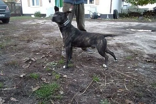 Ulmo - pit bull bardzo potrzebuje pomocy,  Kundelk
