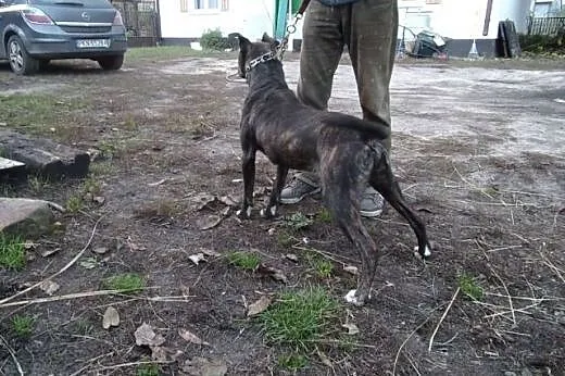 Ulmo - pit bull bardzo potrzebuje pomocy,  Kundelk