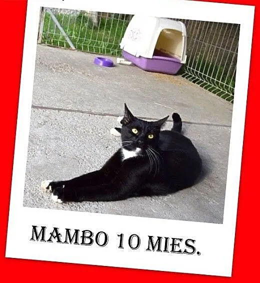 Przytulaśny 10 mies. kocurek MAMBO z domu tymczaso