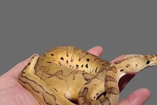 Pyton Królewski Pastel Clown