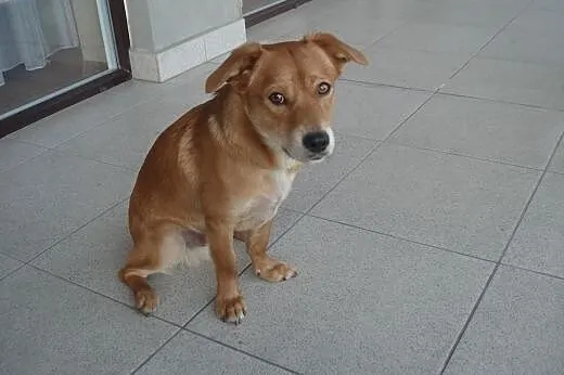 Nex - mały, radosny psiak - do adopcji ,  mazowiec