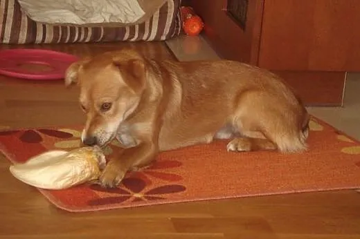 Nex - mały, radosny psiak - do adopcji ,  mazowiec