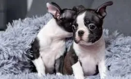 Szczenięta boston terrier płci męskiej i żeńskiej dla każdego nowego domu.