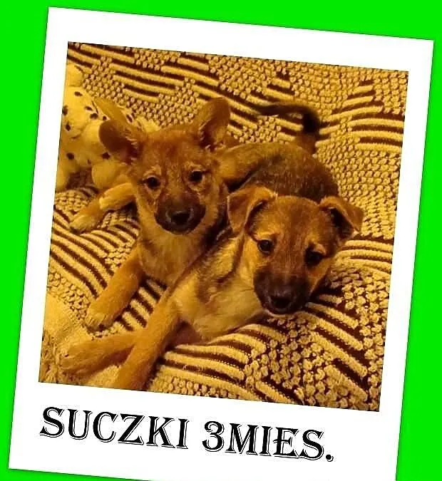 Szczeniaki 3mies. suczki średnie,odrobaczone,ks.zd