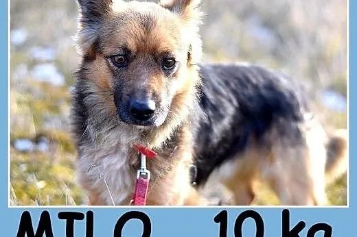 10 kg, wesoły,sympatyczny,przyjazny,łagodny piesek MILO.Adopcja,  małopolskie Kraków