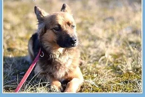 10 kg, wesoły,sympatyczny,przyjazny,łagodny piesek