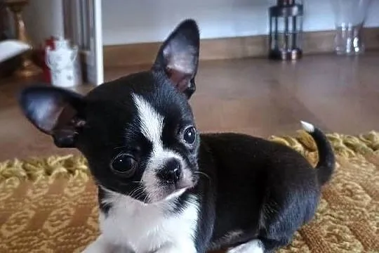 Chihuahua przepiękny chłopiec xxs, Łódzkie, Radomsko