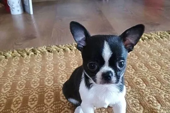 Chihuahua przepiękny chłopiec xxs, Łódzkie, Radomsko
