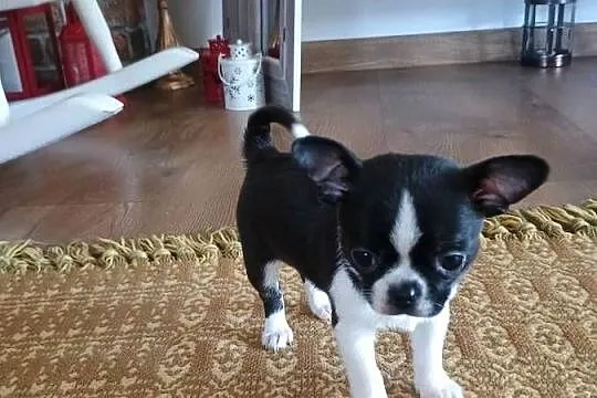 Chihuahua przepiękny chłopiec xxs, Łódzkie, Radomsko