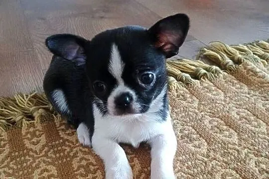 Chihuahua przepiękny chłopiec xxs, Łódzkie, Radomsko