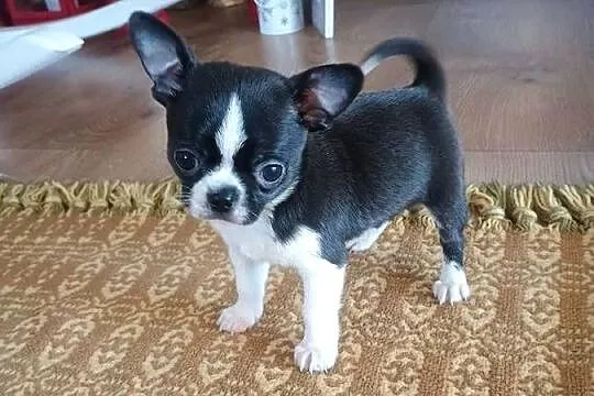 Chihuahua przepiękny chłopiec xxs, Łódzkie, Radomsko
