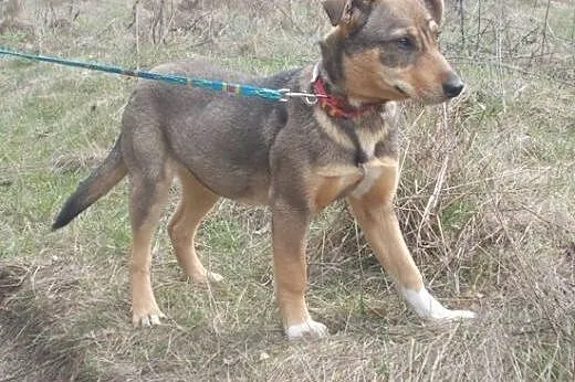Nutka - wspaniała sunia, do adoptowania i kochania!!,  świętokrzyskie Suchedniów