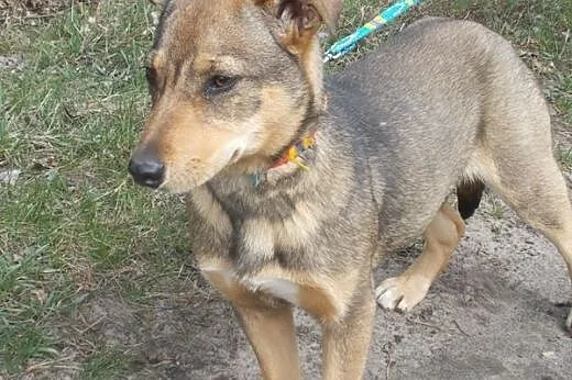 Nutka - wspaniała sunia, do adoptowania i kochania