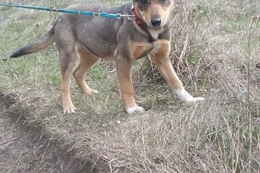 Nutka - wspaniała sunia, do adoptowania i kochania