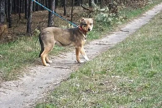 Nutka - wspaniała sunia, do adoptowania i kochania