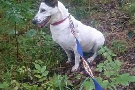 Plamka wspaniała sunia marzy o kochającym domku na