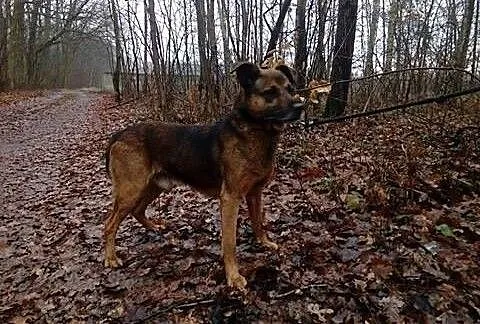Gonzo mega przyjazny piesek marzy o kochającym dom