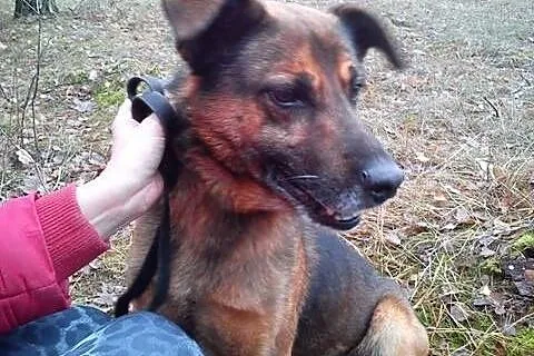 Gonzo mega przyjazny piesek marzy o kochającym dom