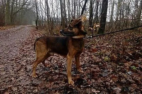 Gonzo mega przyjazny piesek marzy o kochającym dom