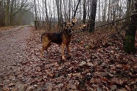 Gonzo mega przyjazny piesek marzy o kochającym dom