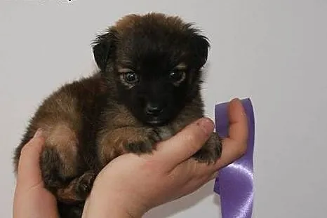 Tula, MALUSZEK szuka kochającego domu,  Kundelki c