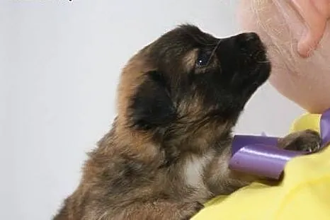 Tula, MALUSZEK szuka kochającego domu,  Kundelki c