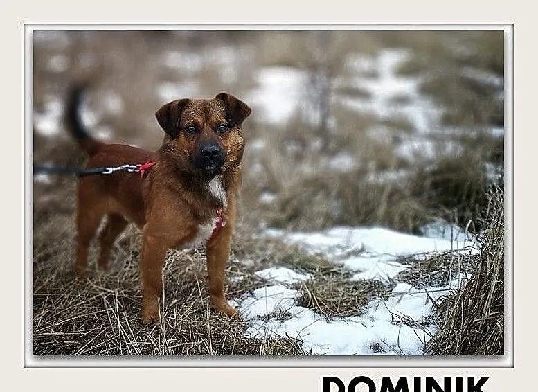 DOMINIK,,1,5roku,młody,mały,10kg,wesoły,przyjazny,szczepiony piesek.ADOPCJA, Śląskie, Katowice