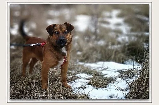 DOMINIK,,1,5roku,młody,mały,10kg,wesoły,przyjazny,szczepiony piesek.ADOPCJA, Śląskie, Katowice