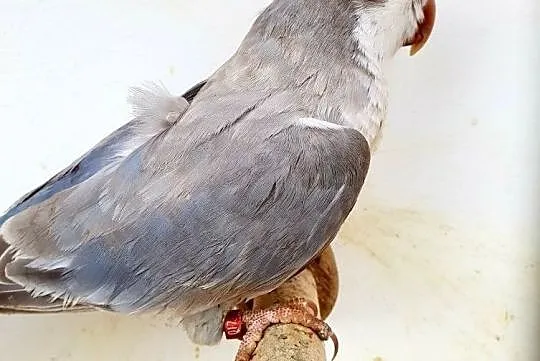 Mnicha Nizinna Mnichy Nizinne papuga papugi do oswojenia i nauki mowy możliwa wysyłka Pocztą Polską, , Wrocław
