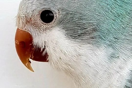 Mnicha Nizinna Mnichy Nizinne papuga papugi do oswojenia i nauki mowy możliwa wysyłka Pocztą Polską, , Wrocław