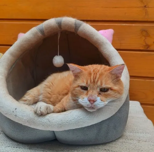 Garfield - ułożony, kochany rudzielec szuka domu!  Czy ktoś otworzy serce dla naszego rudzielca? Gar