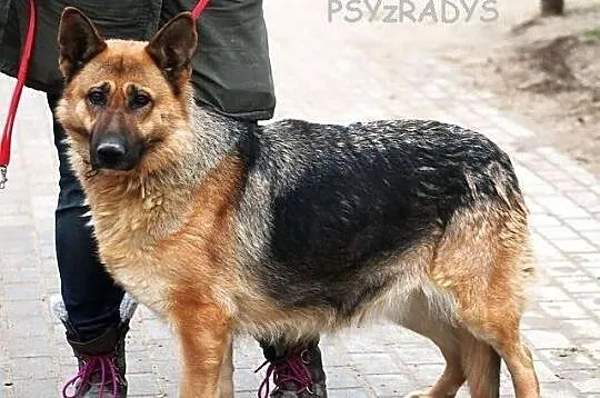 SPARTA - wzorzec 