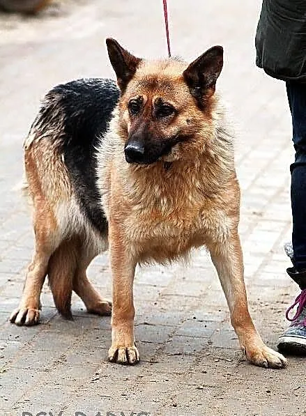 SPARTA - wzorzec
