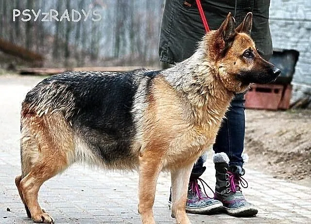 SPARTA - wzorzec