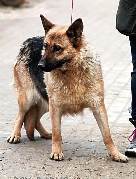 SPARTA - wzorzec