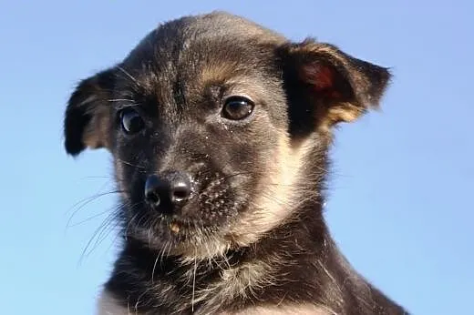 ​​​Malutkie Cudo - PSSOTKA - adopcja ,  małopolskie Kraków